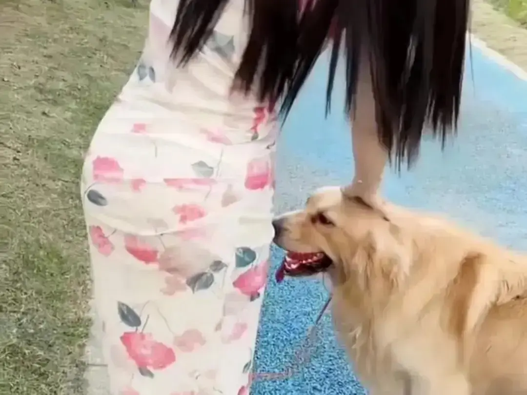 《抖音香香公主与爱犬金毛》高能日常互动在线看-个人珍藏完整版高清免费观看-抖音香香公主与爱犬金毛直播回放无广告秒播