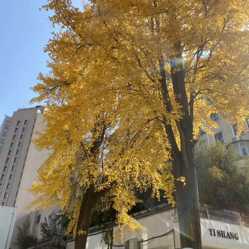 爆款短剧《婚婚逢她》全季完整版 - 婚婚逢她1080P高清无广告播放 - 阿里云盘+百度网盘资源分享